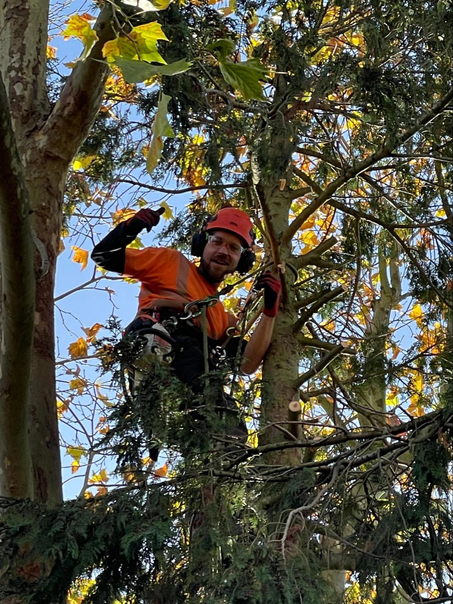 Thundersley Tree Care Experts